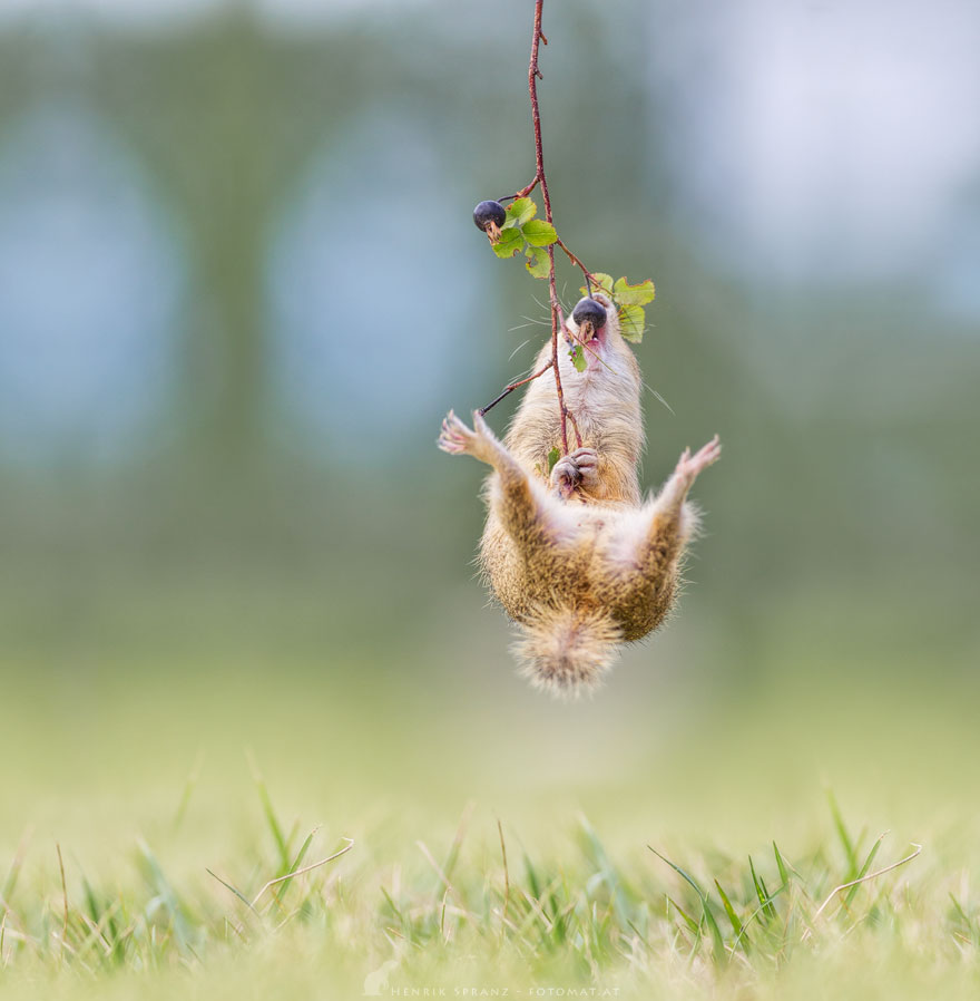 Photographer Captures The Fun Side Of Ground Squirrels