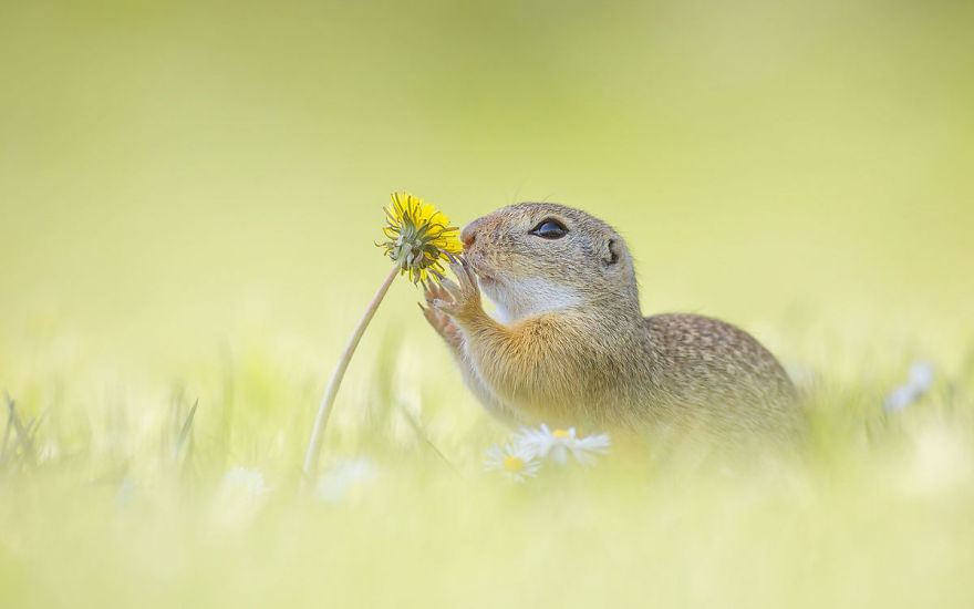 Photographer Captures The Fun Side Of Ground Squirrels