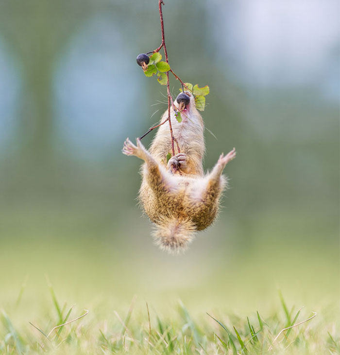 Photographer Captures The Fun Side Of Ground Squirrels