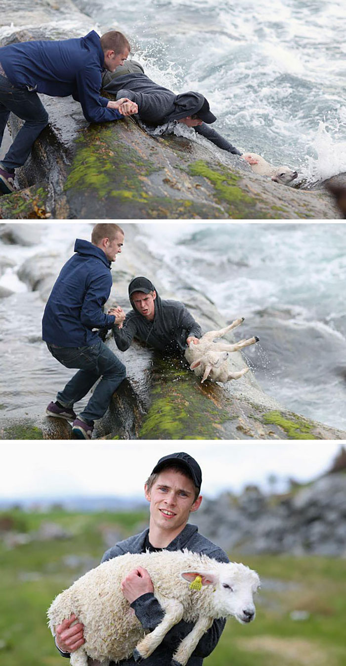 Two Norwegian Guys Rescuing A Baby Lamb Drowning In The Ocean