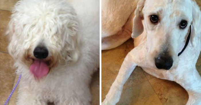 Post Before & After Photos Of Your Dog Haircuts