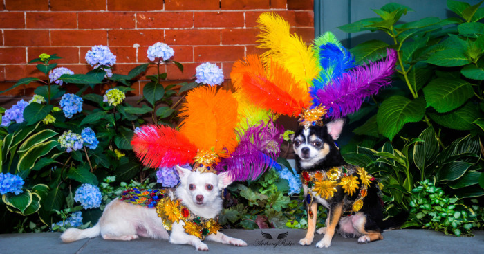 Chihuahuas Take Over Pride Parade In New York