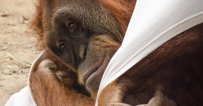 Monkeys, Penguins, And Polar Bears. Oh My!