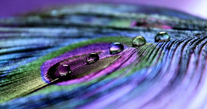 I Find Inner Peace And Tranquility Photographing These Royal Quills