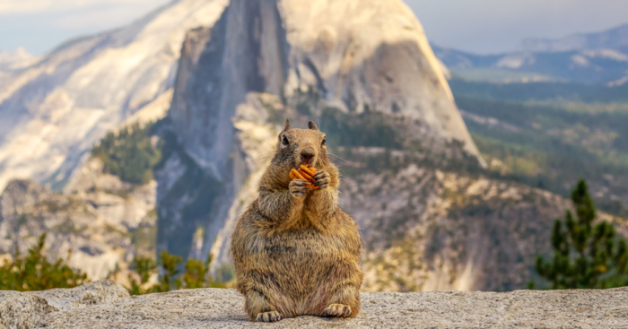 I Photographed The Squirrel And Mighty Half Dome