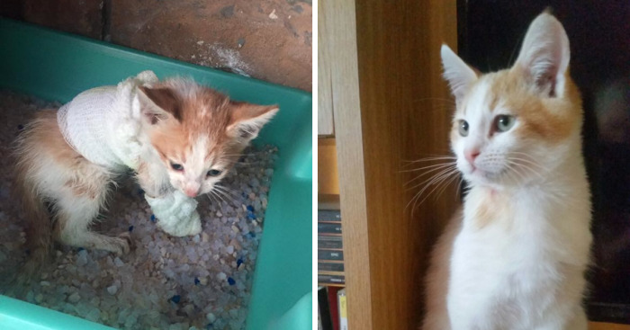 We Rescued A Kitty From A Factory