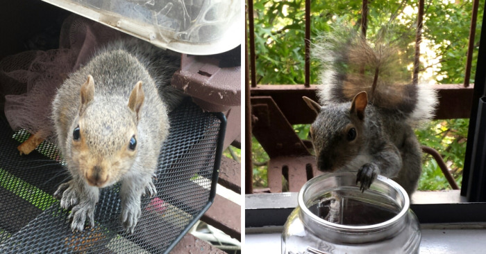 This Squirrel Showed Up On My Fire Escape And She Wasn’t Alone