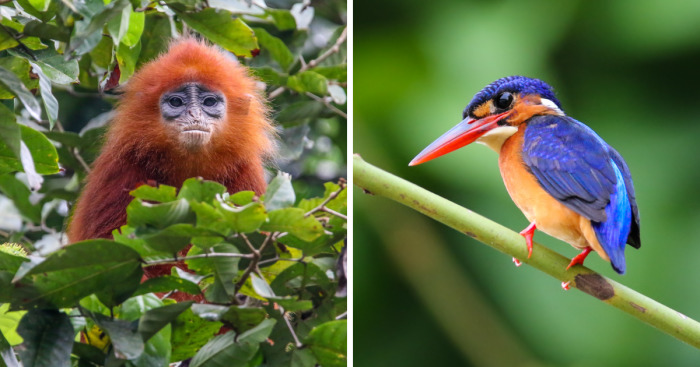 I’ve Been Exploring Borneo Rainforest And Here Are My Jungle Friends That Need Our Protection