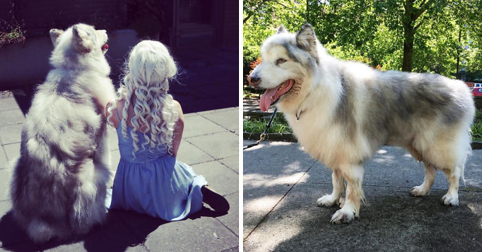 Direwolves Are Real (Sort Of)