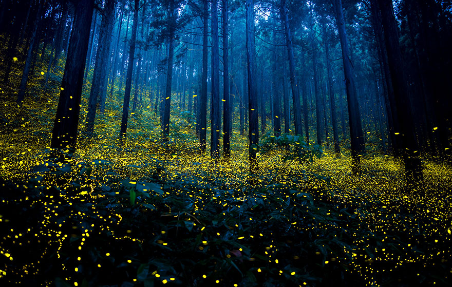 fireflies-long-exposure-photography-2016-japan-10 fireflies-long-exposure-photography-2016-japan-10