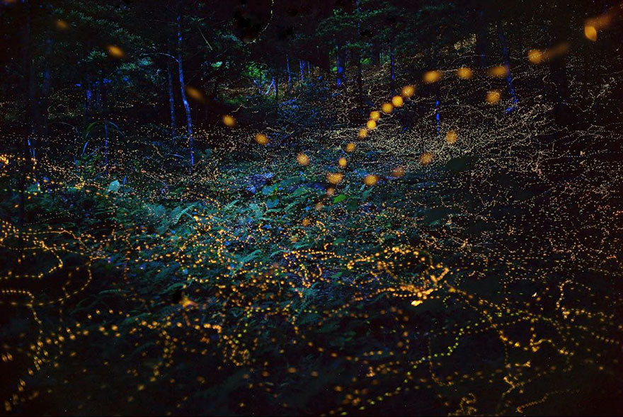 fireflies-long-exposure-photography-2016-japan-14 fireflies-long-exposure-photography-2016-japan-14