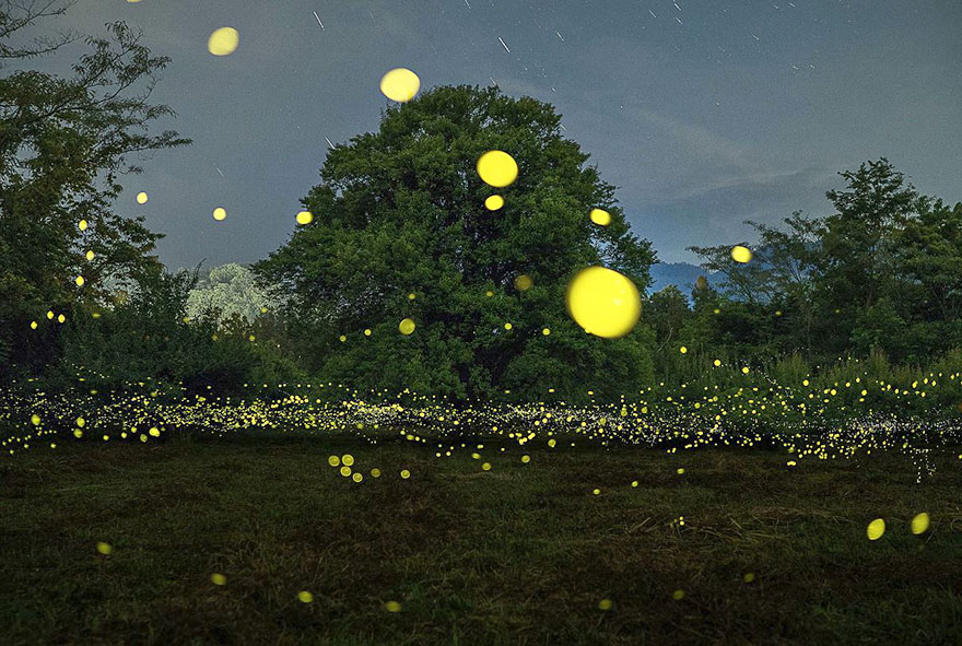 fireflies-long-exposure-photography-2016-japan-15 fireflies-long-exposure-photography-2016-japan-15