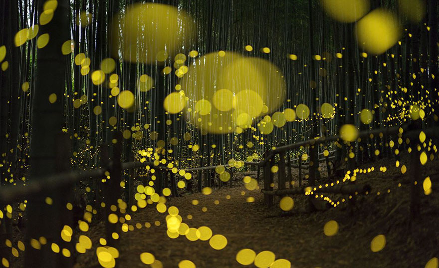 fireflies-long-exposure-photography-2016-japan-16 fireflies-long-exposure-photography-2016-japan-16