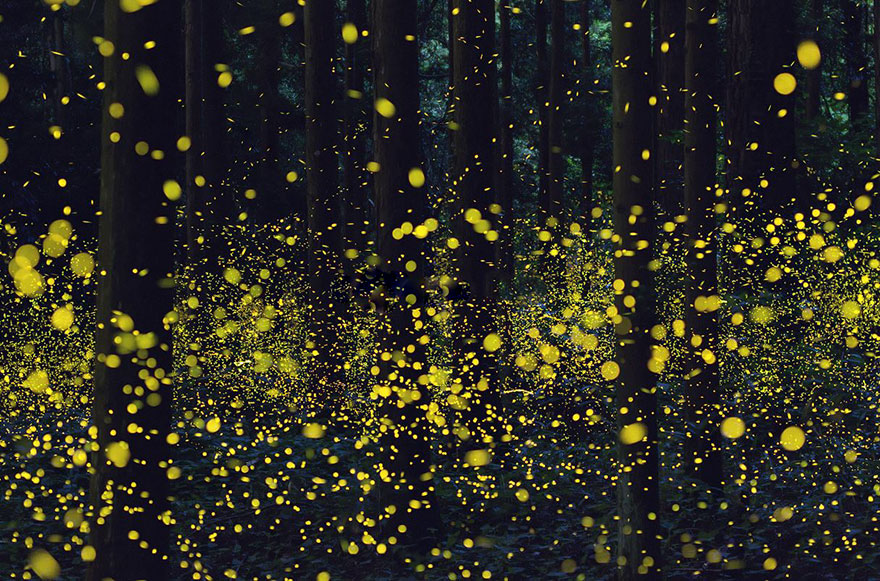 fireflies-long-exposure-photography-2016-japan-18 fireflies-long-exposure-photography-2016-japan-18