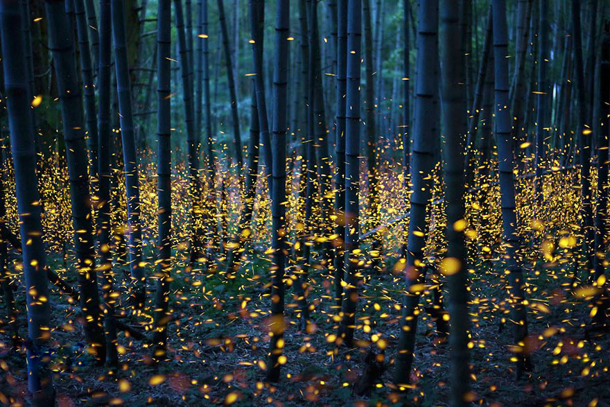 fireflies-long-exposure-photography-2016-japan-19 fireflies-long-exposure-photography-2016-japan-19