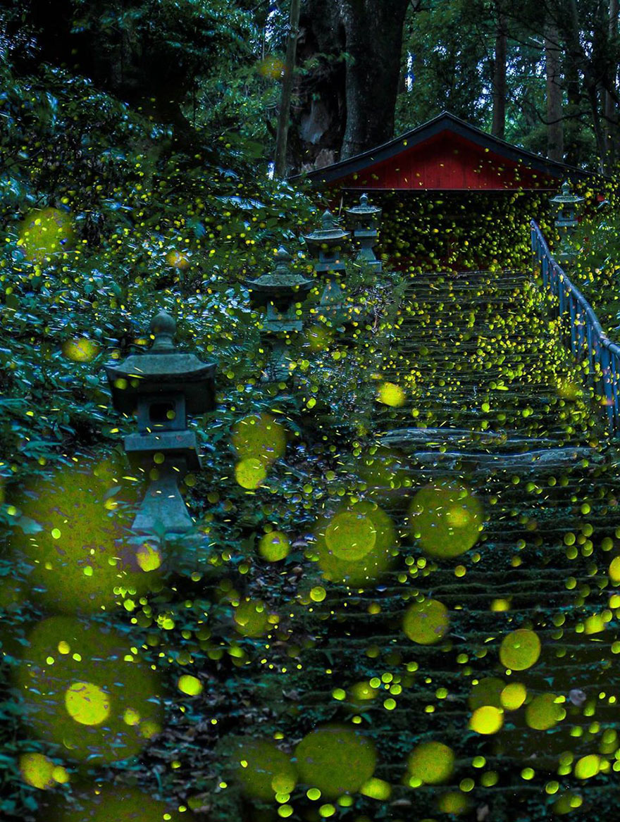 fireflies-long-exposure-photography-2016-japan-4a fireflies-long-exposure-photography-2016-japan-4a