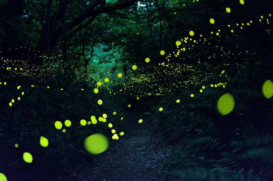 fireflies-long-exposure-photography-2016-japan-8 fireflies-long-exposure-photography-2016-japan-8