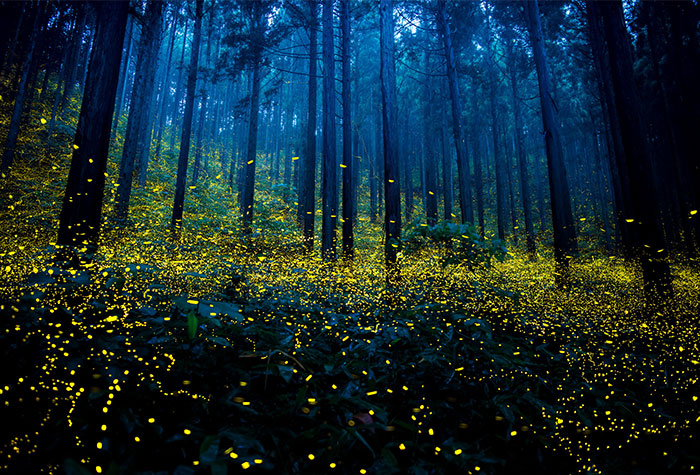 Surreal Photos Of Fireflies From Japan’s 2016 Summer