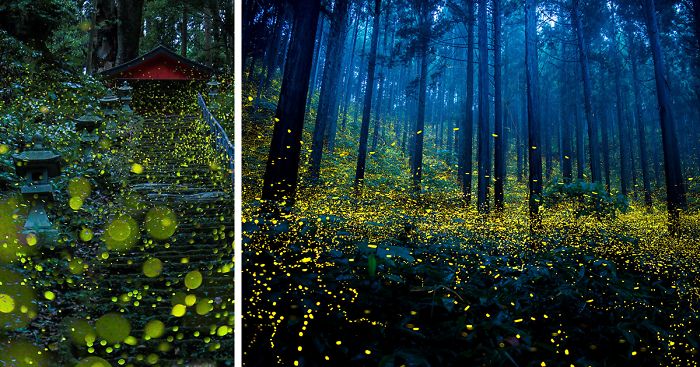Surreal Photos Of Fireflies From Japan’s 2016 Summer