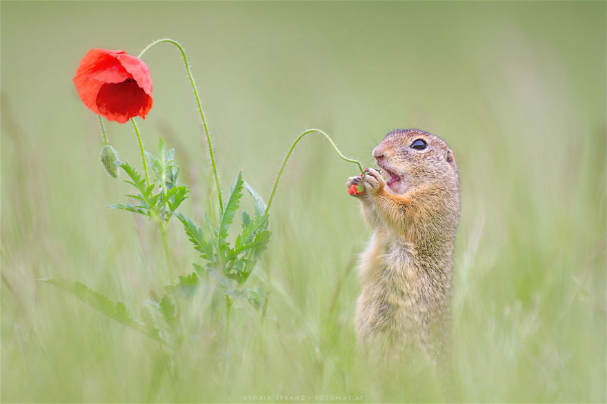 Photographer Captures The Fun Side Of Ground Squirrels