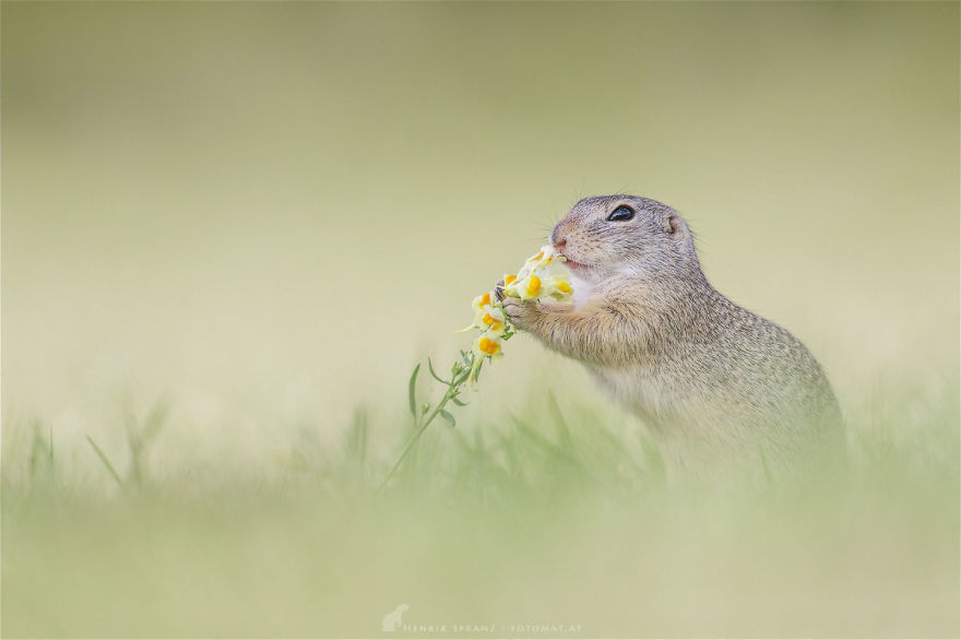 Photographer Captures The Fun Side Of Ground Squirrels