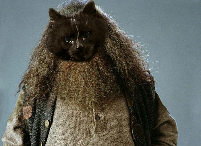 You're A Cat, Harry!