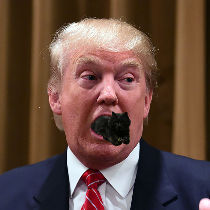 Trump Cat
