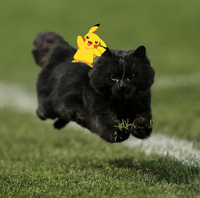 Pokemon Cat
