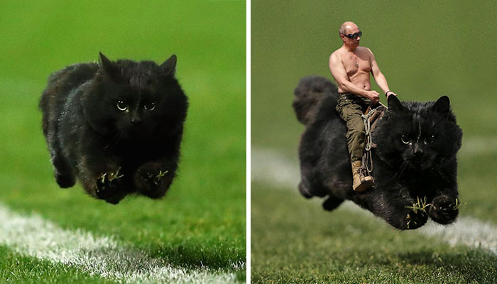 Cat Interrupts A Rugby Game, Internet Responds (PS Battle)