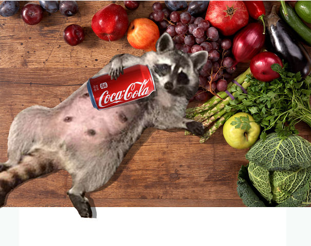 Foody Racoon