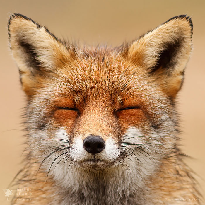 Faces of Foxes: Photographer Proves That Every Fox Has Different Personality