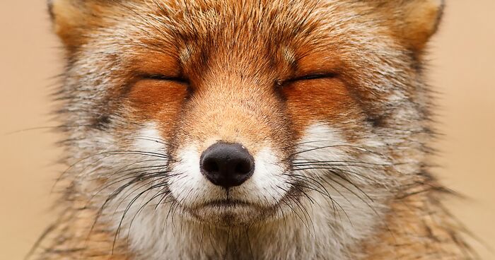 Faces of Foxes: Photographer Proves That Every Fox Has Different Personality