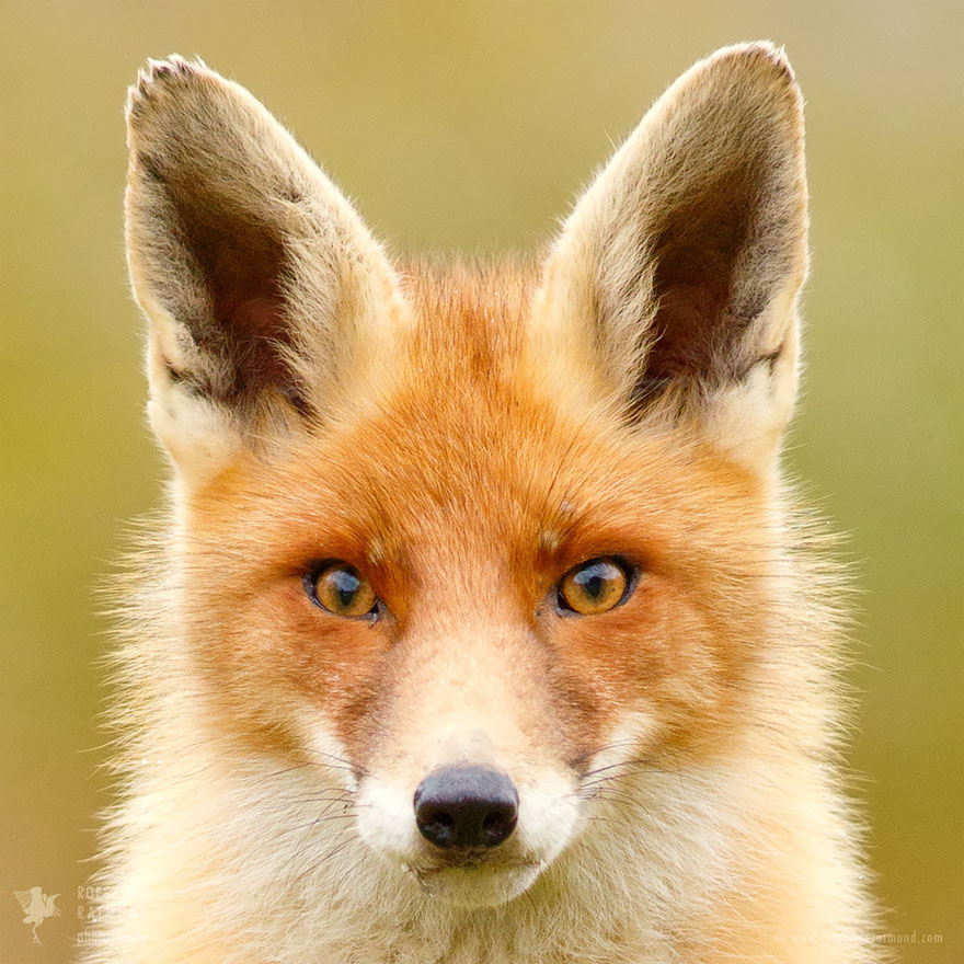 Faces of Foxes: Photographer Proves That Every Fox Has Different Personalit...