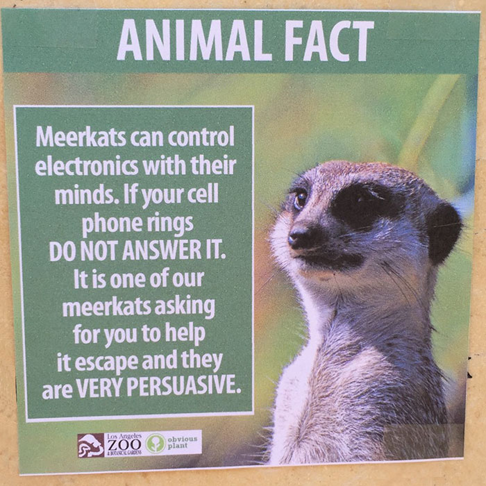 Animal Facts