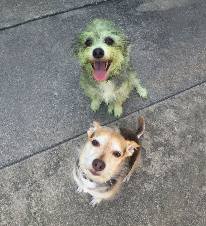 Can You Guess Which Dog Helped Mow The Lawn? Can You Guess Which Dog Helped Mow The Lawn?