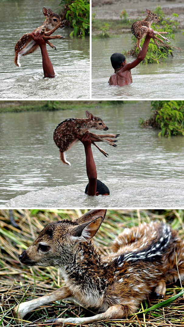 Heroic Boy Risks His Life To Save A Drowning Baby Deer From Floodwaters In Bangladesh
