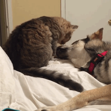 husky-dog-picks-shelter-cat-friendship-raven-woodhouse-christina-4 husky-dog-picks-shelter-cat-friendship-raven-woodhouse-christina-4