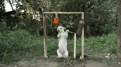 ice-bucket-challenge-als-gene-discovery-1