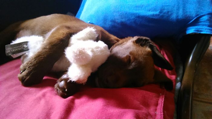 Adopted Two Years Ago After He Was Abandoned At Eight Weeks