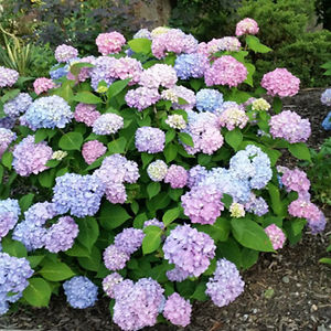 isabella_eads avatar