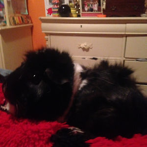 gabriellemonteith avatar