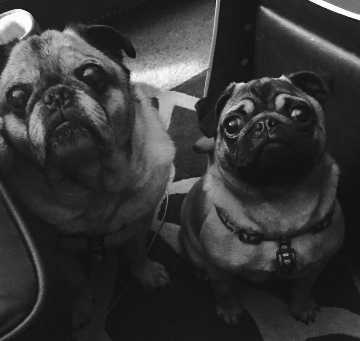The Pug Brothers