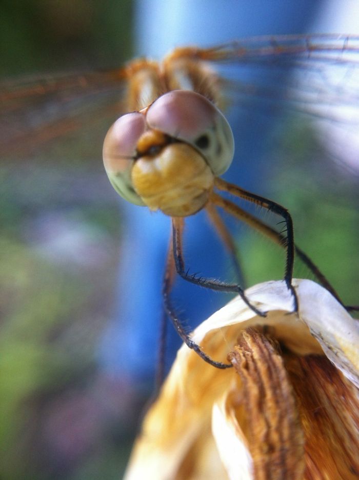 Face To Face With A Dragonfly