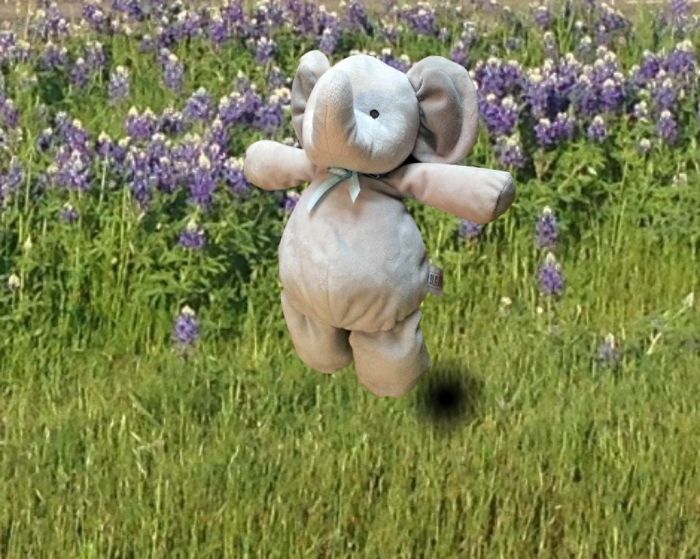 With Texas Bluebonnets