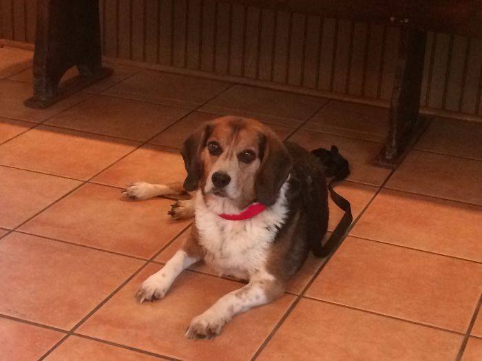 Our Bosco His Last Day!