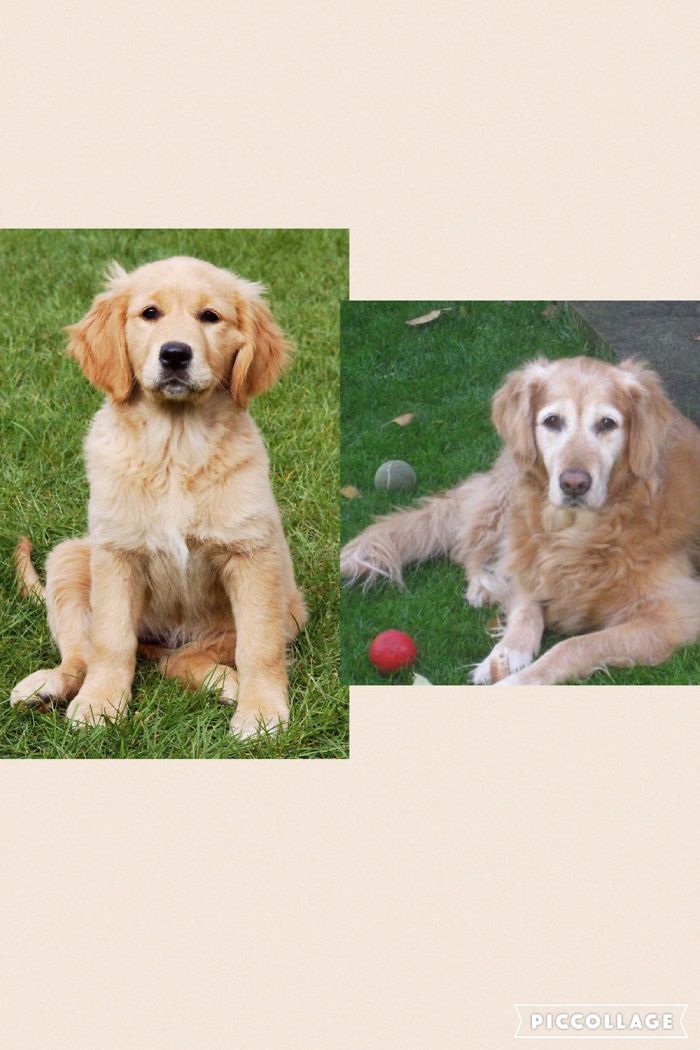 This Is My Lovely Dog Belle When She Was Couple Of Weeks Old And Before She Passed Away:(