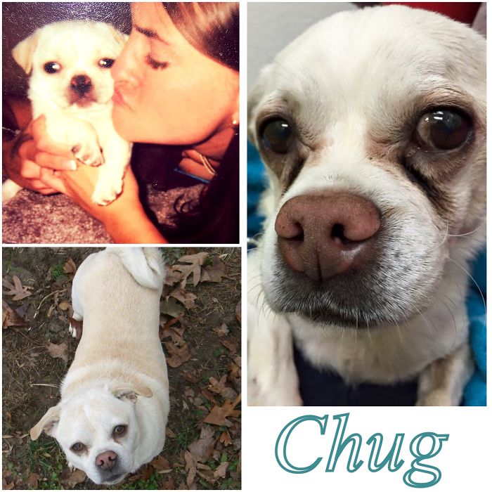 My Chuggy Wuggy As A Puppy, "teenager" And On The Day He Had To Be Put To Sleep.