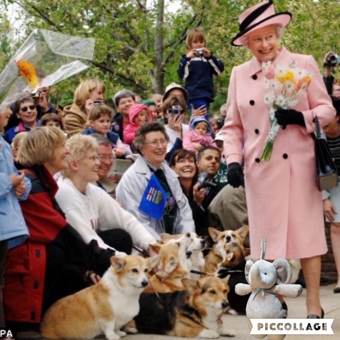 Chillin' With The Royal Corgis!