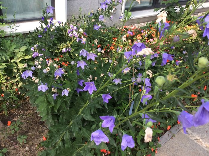 Guan House In Beijing