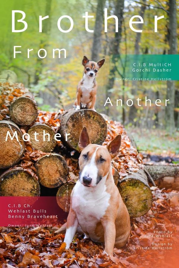 Brother From Another Mother